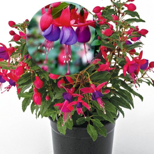 Fuchsia 'Leonita Double Rose-Blue' - Fuksia 'Leonita Double Rose-Blue' 